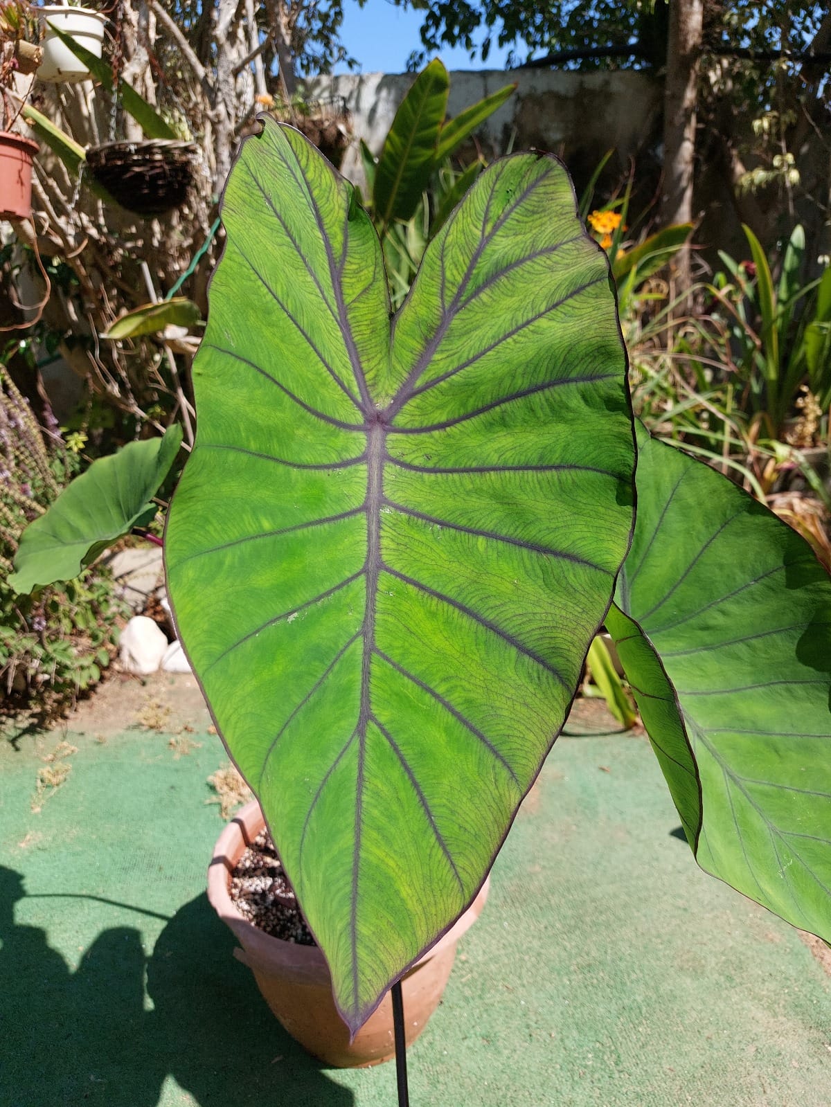 Colocasia Blue Hawaii